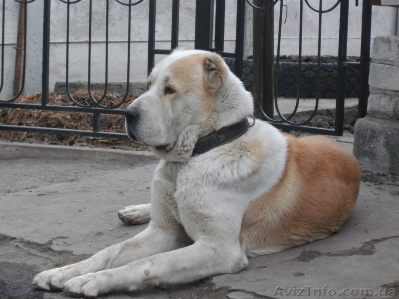 Продам щенков среднеазиатской овчарки (Алабая) - <ro>Изображение</ro><ru>Изображение</ru> #6, <ru>Объявление</ru> #559200