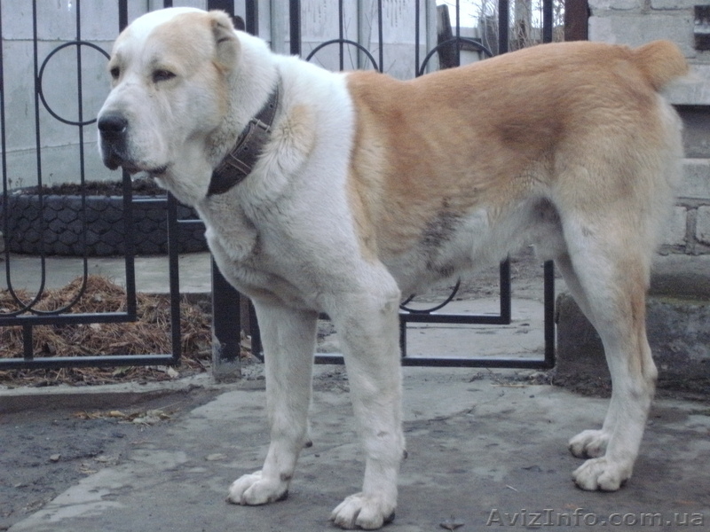 Продам щенков среднеазиатской овчарки (Алабая) - <ro>Изображение</ro><ru>Изображение</ru> #5, <ru>Объявление</ru> #559200