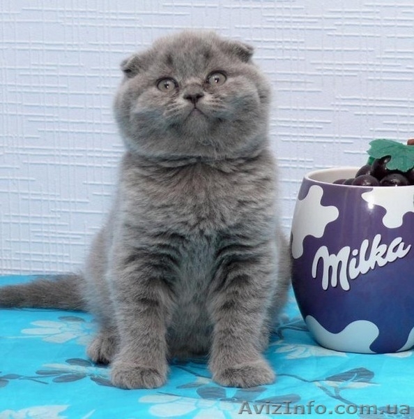 продам плюшевых котят. Шотландской породы - <ro>Изображение</ro><ru>Изображение</ru> #2, <ru>Объявление</ru> #551340