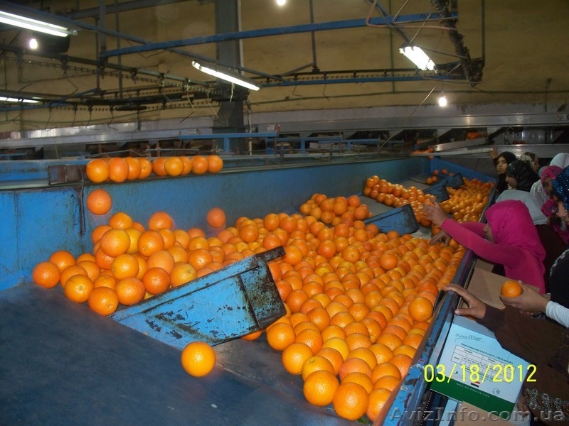 АПЕЛЬСИНЫ  ВАЛЕНСИЯ - <ro>Изображение</ro><ru>Изображение</ru> #3, <ru>Объявление</ru> #599320