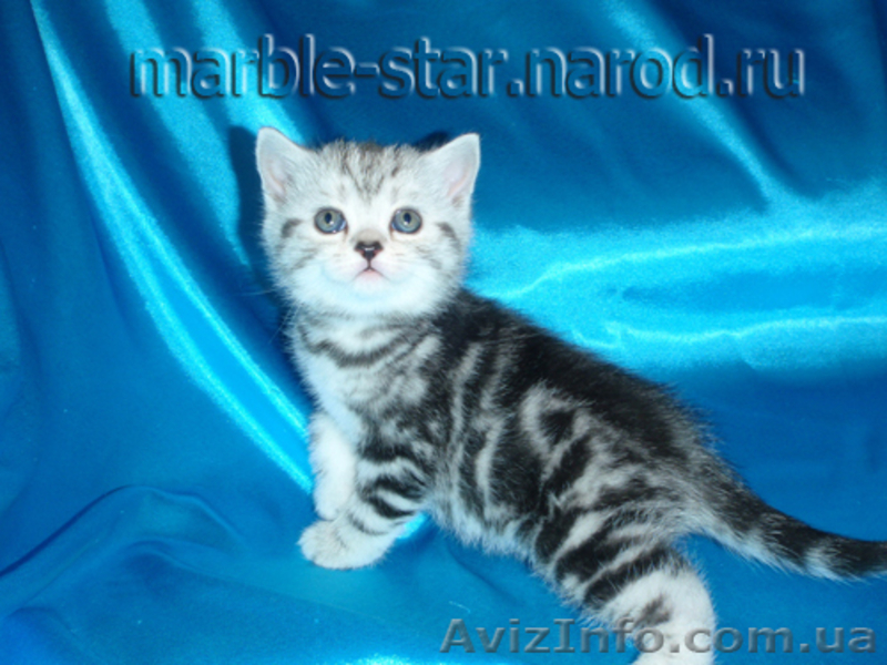 Шотландский мраморный котенок! - <ro>Изображение</ro><ru>Изображение</ru> #3, <ru>Объявление</ru> #599467