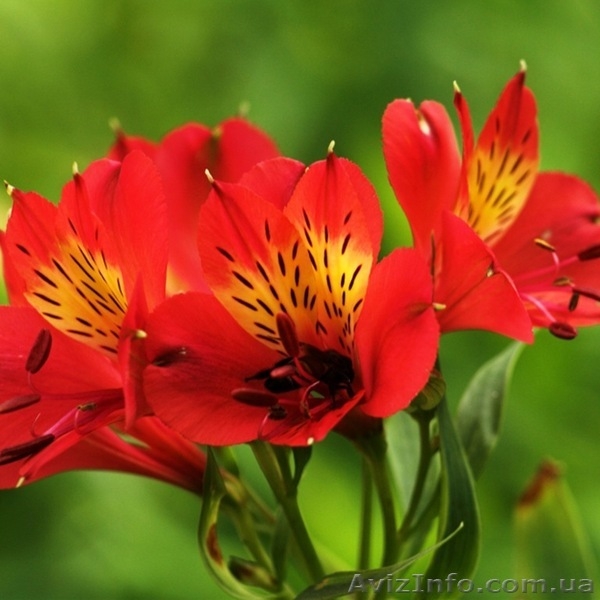 Саженцы Альстромерии - <ro>Изображение</ro><ru>Изображение</ru> #3, <ru>Объявление</ru> #565095