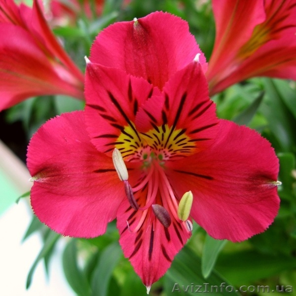 Саженцы Альстромерии - <ro>Изображение</ro><ru>Изображение</ru> #8, <ru>Объявление</ru> #565095