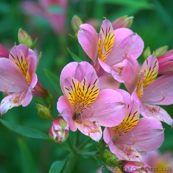Саженцы Альстромерии - <ro>Изображение</ro><ru>Изображение</ru> #6, <ru>Объявление</ru> #565095