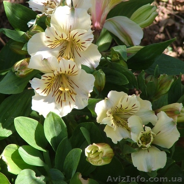 Саженцы Альстромерии - <ro>Изображение</ro><ru>Изображение</ru> #7, <ru>Объявление</ru> #565095