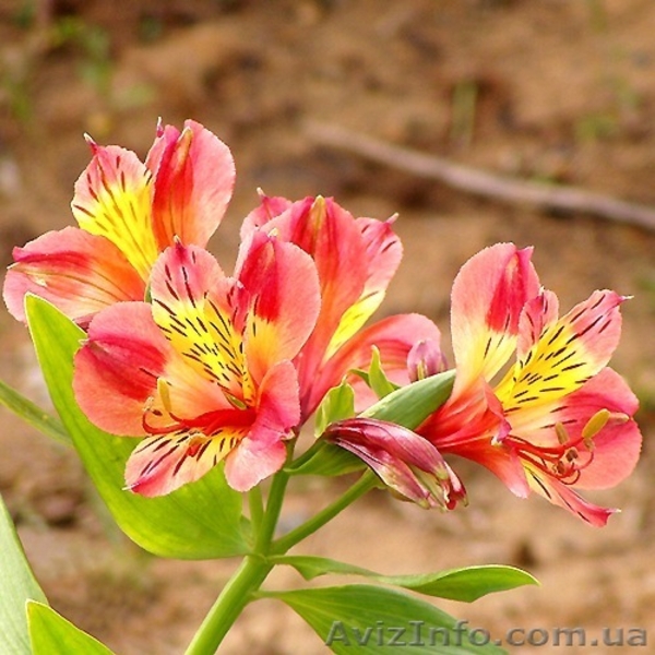 Саженцы Альстромерии - <ro>Изображение</ro><ru>Изображение</ru> #5, <ru>Объявление</ru> #565095