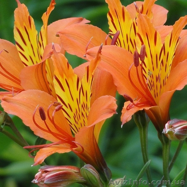 Саженцы Альстромерии - <ro>Изображение</ro><ru>Изображение</ru> #9, <ru>Объявление</ru> #565095