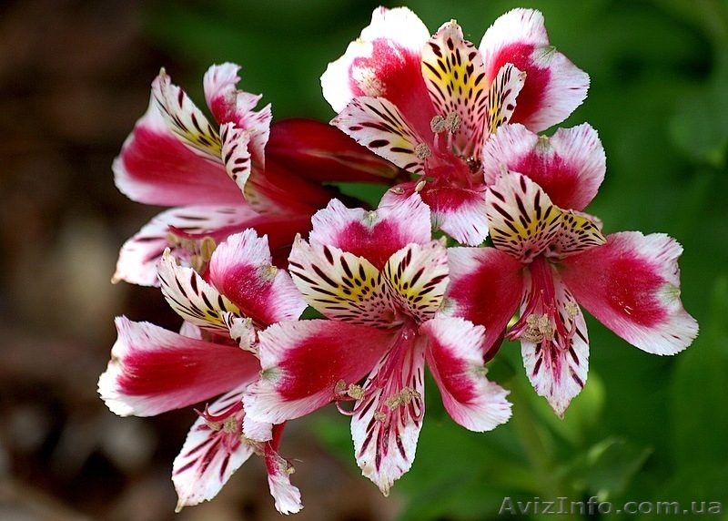 Саженцы Альстромерии - <ro>Изображение</ro><ru>Изображение</ru> #10, <ru>Объявление</ru> #565095