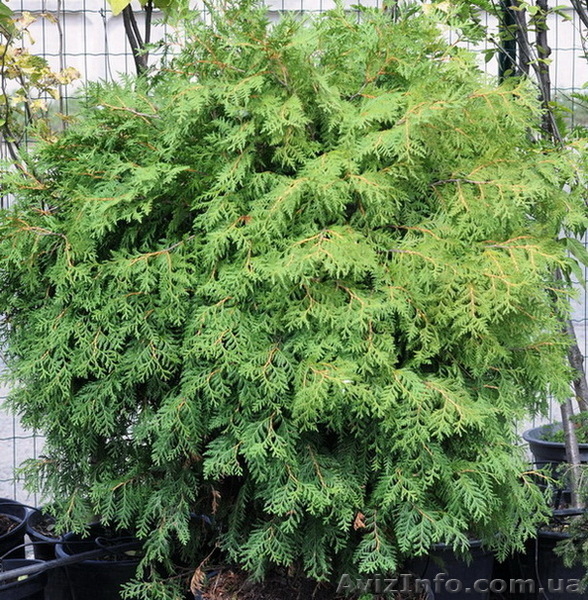  растения на продажу - <ro>Изображение</ro><ru>Изображение</ru> #3, <ru>Объявление</ru> #599653