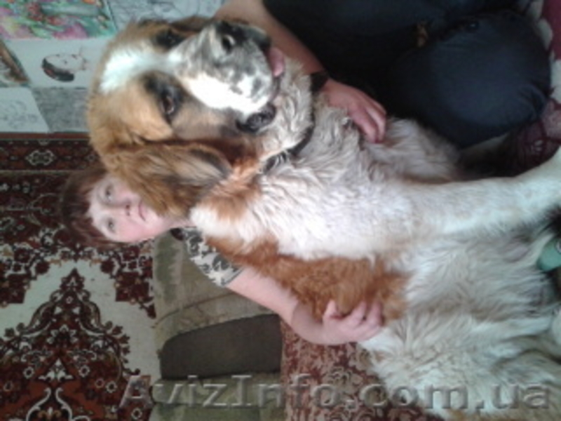 чудные щеночки московской сторожевой - <ro>Изображение</ro><ru>Изображение</ru> #3, <ru>Объявление</ru> #583061