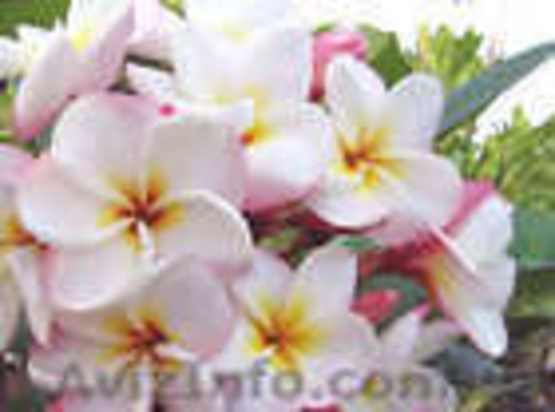 Семена экзотических тропических растений плюмерий 33 вида - <ro>Изображение</ro><ru>Изображение</ru> #3, <ru>Объявление</ru> #579041