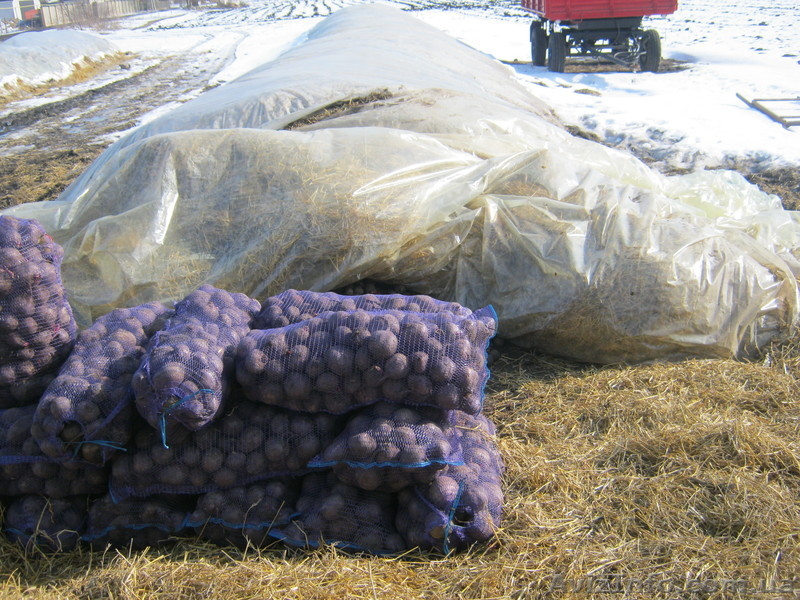 Вьячеслав Юрьевич - <ro>Изображение</ro><ru>Изображение</ru> #5, <ru>Объявление</ru> #594000