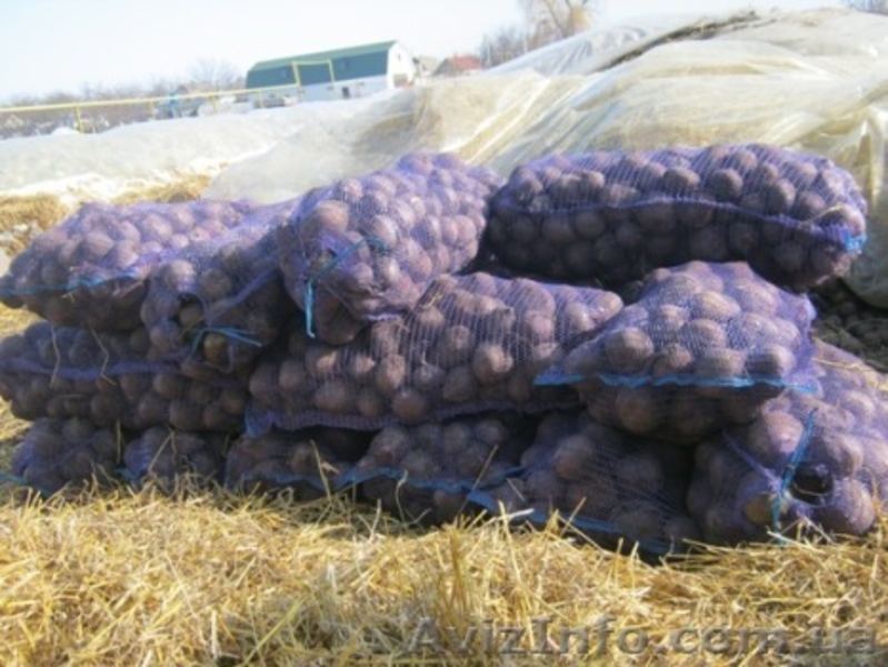 Вьячеслав Юрьевич - <ro>Изображение</ro><ru>Изображение</ru> #3, <ru>Объявление</ru> #594000