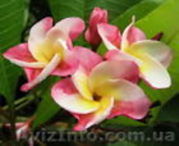 Семена экзотических тропических растений плюмерий 33 вида - <ro>Изображение</ro><ru>Изображение</ru> #6, <ru>Объявление</ru> #579041