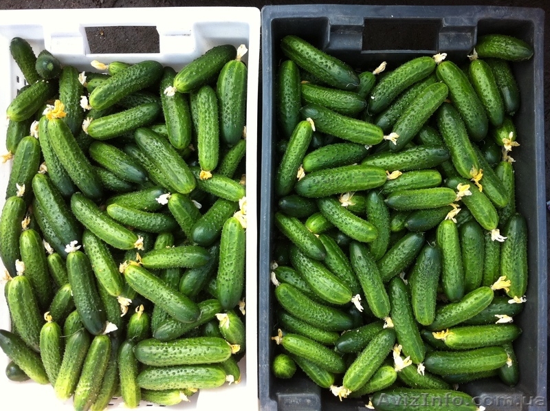 Свежий огурец, "атлет" (эстафета), оптом - <ro>Изображение</ro><ru>Изображение</ru> #3, <ru>Объявление</ru> #546974