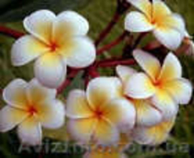 Семена экзотических тропических растений плюмерий 33 вида - <ro>Изображение</ro><ru>Изображение</ru> #5, <ru>Объявление</ru> #579041