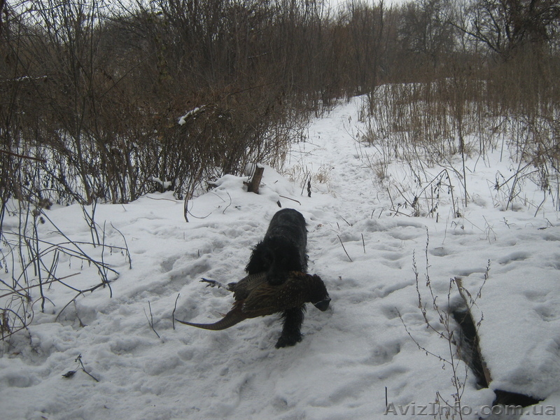 продам щенков русского спаниеля - <ro>Изображение</ro><ru>Изображение</ru> #9, <ru>Объявление</ru> #565298