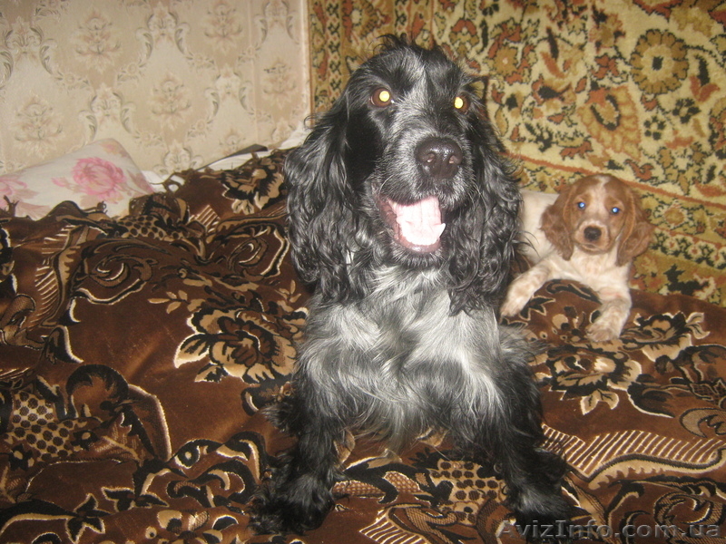 продам щенков русского спаниеля - <ro>Изображение</ro><ru>Изображение</ru> #6, <ru>Объявление</ru> #565298