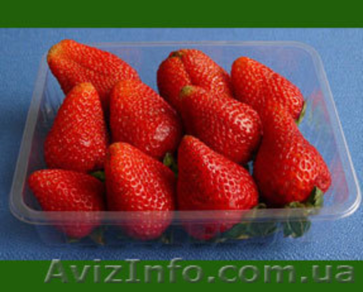 Продам саженцы клубники Альбион,Королева Елизавета-2,Сан-Андреас  - <ro>Изображение</ro><ru>Изображение</ru> #3, <ru>Объявление</ru> #588226