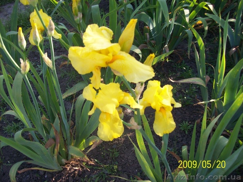 продам ирисы, прекрасные цветы для украшения приусадебных участков. - <ro>Изображение</ro><ru>Изображение</ru> #3, <ru>Объявление</ru> #641662