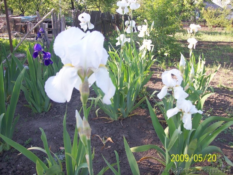 продам ирисы, прекрасные цветы для украшения приусадебных участков. - <ro>Изображение</ro><ru>Изображение</ru> #7, <ru>Объявление</ru> #641662