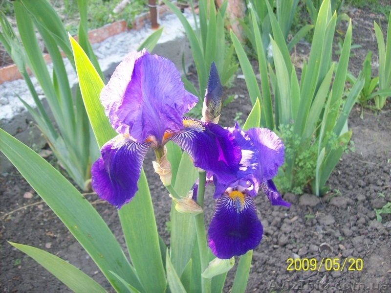 продам ирисы, прекрасные цветы для украшения приусадебных участков. - <ro>Изображение</ro><ru>Изображение</ru> #4, <ru>Объявление</ru> #641662