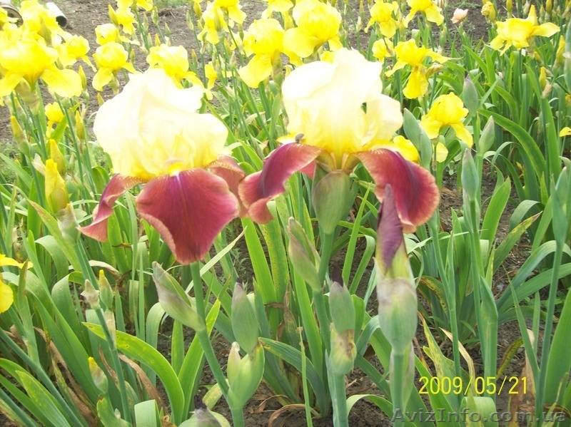 продам ирисы, прекрасные цветы для украшения приусадебных участков. - <ro>Изображение</ro><ru>Изображение</ru> #5, <ru>Объявление</ru> #641662