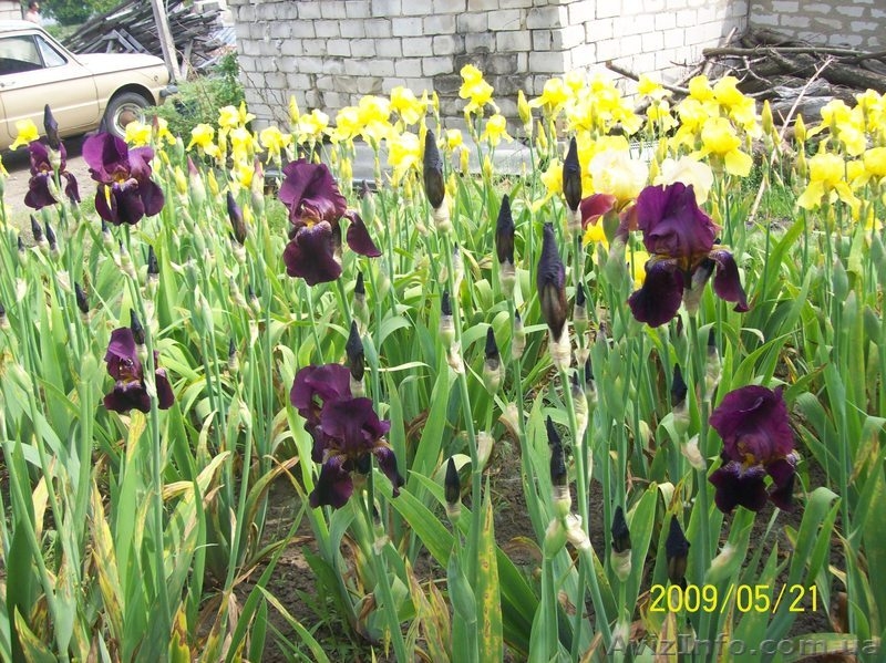 продам ирисы, прекрасные цветы для украшения приусадебных участков. - <ro>Изображение</ro><ru>Изображение</ru> #6, <ru>Объявление</ru> #641662