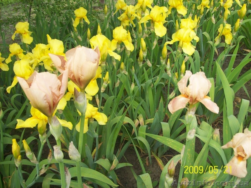 продам ирисы, прекрасные цветы для украшения приусадебных участков. - <ro>Изображение</ro><ru>Изображение</ru> #8, <ru>Объявление</ru> #641662