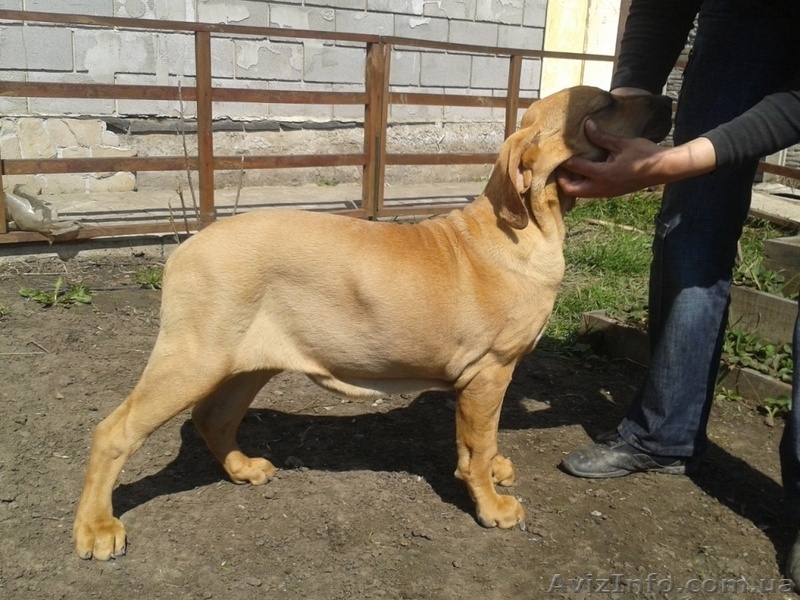 щенки фила бразилейро(2 девочки) - <ro>Изображение</ro><ru>Изображение</ru> #4, <ru>Объявление</ru> #639021