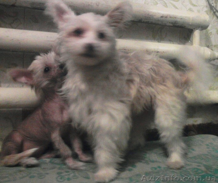 Вязка. Китайская хохлатая - <ro>Изображение</ro><ru>Изображение</ru> #4, <ru>Объявление</ru> #607286