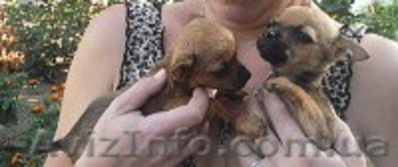 Щенки - чихуахуашки - <ro>Изображение</ro><ru>Изображение</ru> #3, <ru>Объявление</ru> #629668