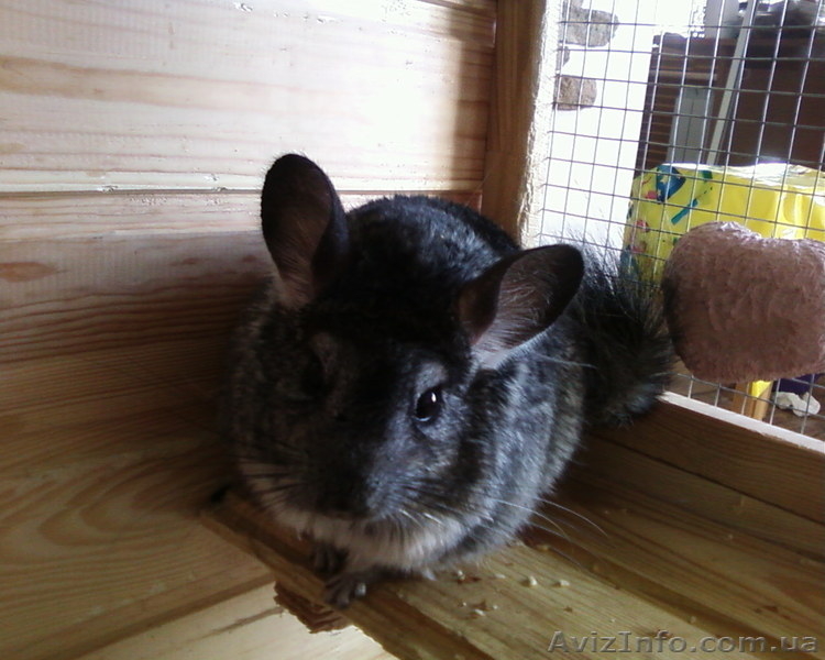 шиншиллочка с двухэтажной клеткой - <ro>Изображение</ro><ru>Изображение</ru> #3, <ru>Объявление</ru> #629852