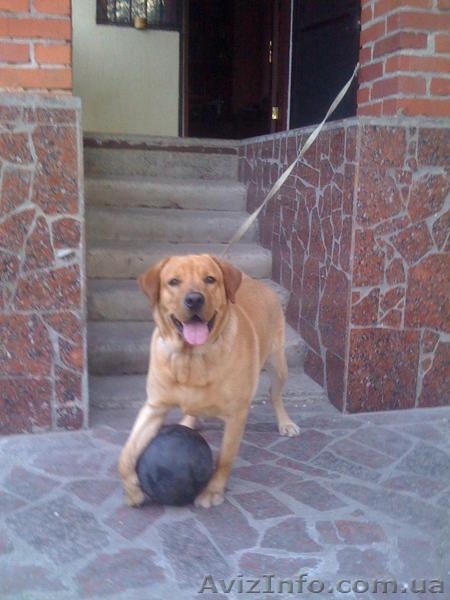 Кобель лабрадора для вязки - <ro>Изображение</ro><ru>Изображение</ru> #3, <ru>Объявление</ru> #636547