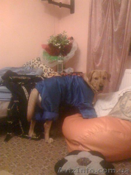 Кобель лабрадора для вязки - <ro>Изображение</ro><ru>Изображение</ru> #4, <ru>Объявление</ru> #636547