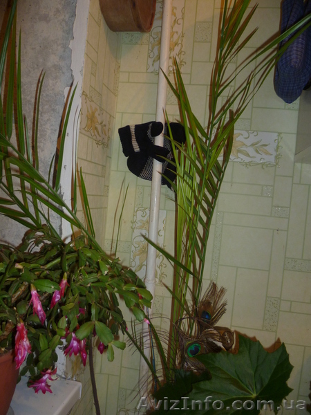 днепропетровск тел.0973966835 - <ro>Изображение</ro><ru>Изображение</ru> #4, <ru>Объявление</ru> #612229