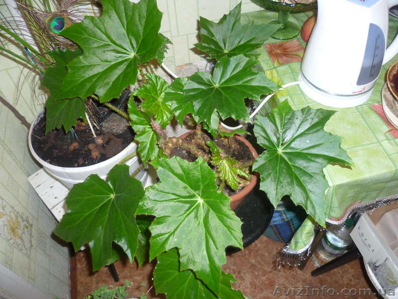 днепропетровск тел.0973966835 - <ro>Изображение</ro><ru>Изображение</ru> #3, <ru>Объявление</ru> #612229