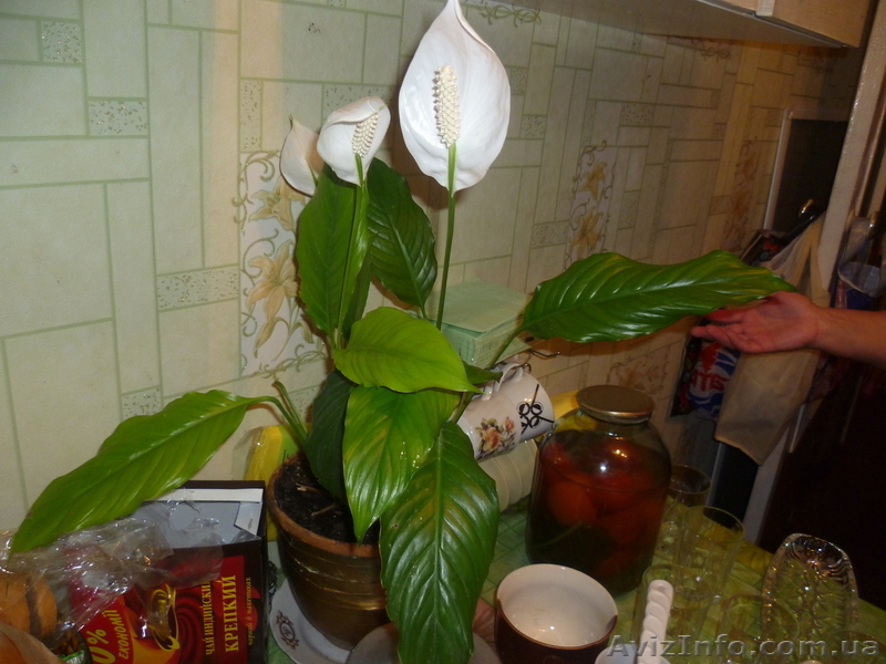 днепропетровск тел.0973966835 - <ro>Изображение</ro><ru>Изображение</ru> #5, <ru>Объявление</ru> #612229