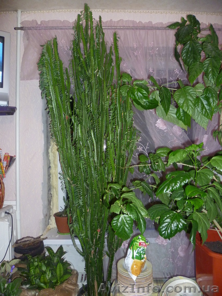 днепропетровск тел.0973966835 - <ro>Изображение</ro><ru>Изображение</ru> #6, <ru>Объявление</ru> #612229