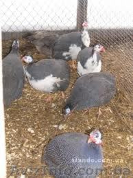 ооо               тск - <ro>Изображение</ro><ru>Изображение</ru> #3, <ru>Объявление</ru> #625285