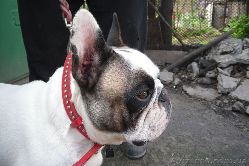 Предлагаю для вязки кобеля французского бульдога - <ro>Изображение</ro><ru>Изображение</ru> #3, <ru>Объявление</ru> #639175