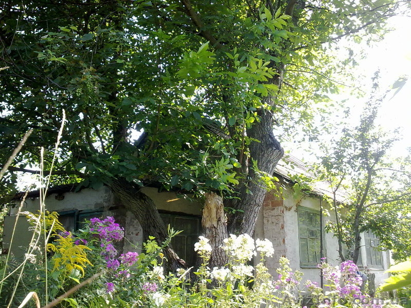 Продам дачу. Срочно!! - <ro>Изображение</ro><ru>Изображение</ru> #4, <ru>Объявление</ru> #667667