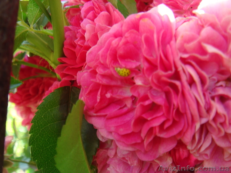 Дача на р.Ориль - <ro>Изображение</ro><ru>Изображение</ru> #3, <ru>Объявление</ru> #661357