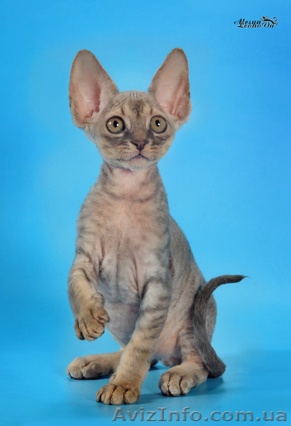 Котята  девон рекс редких окрасов - <ro>Изображение</ro><ru>Изображение</ru> #3, <ru>Объявление</ru> #659183