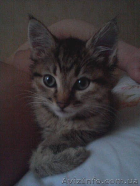 Отдам котёнка (кошечка) в добрые руки 1,5-2мес. - <ro>Изображение</ro><ru>Изображение</ru> #3, <ru>Объявление</ru> #671409