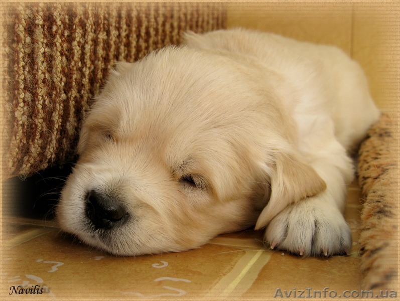 Перспективные щенки ЗОЛОТИСТОГО РЕТРИВЕРА профессиональный питомник - <ro>Изображение</ro><ru>Изображение</ru> #4, <ru>Объявление</ru> #633176