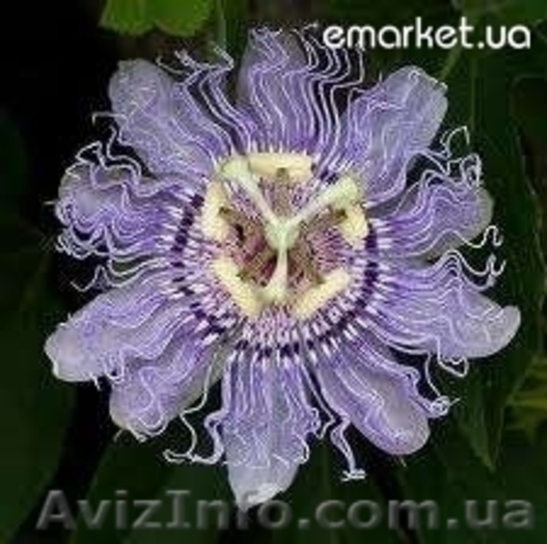 Продам цветы для комнат - <ro>Изображение</ro><ru>Изображение</ru> #3, <ru>Объявление</ru> #672813