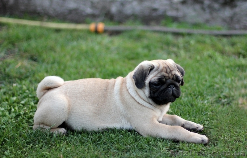 Мопсята, черные жемчужины. - <ro>Изображение</ro><ru>Изображение</ru> #3, <ru>Объявление</ru> #685963