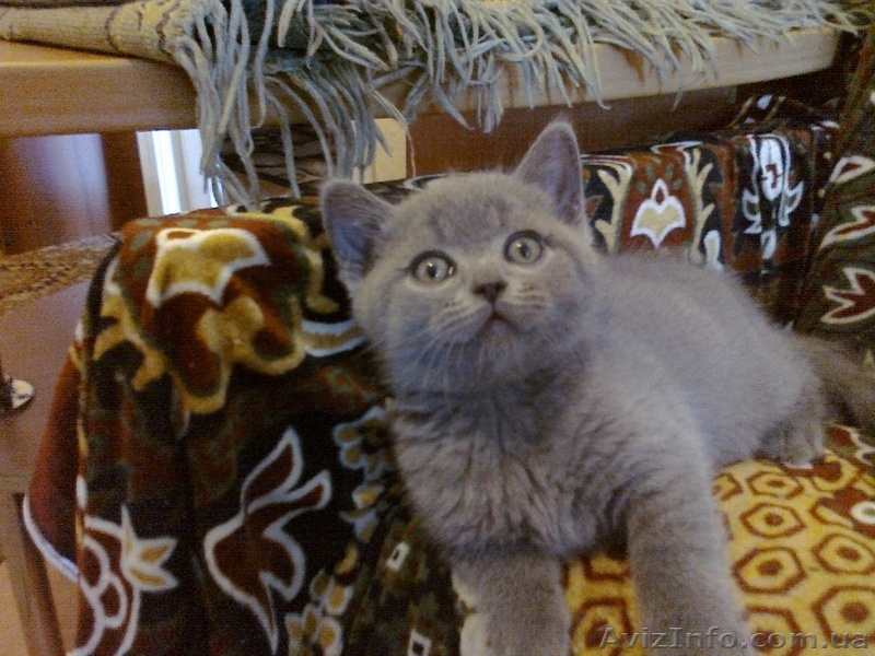 Британские  прямоухие котята. - <ro>Изображение</ro><ru>Изображение</ru> #3, <ru>Объявление</ru> #684997