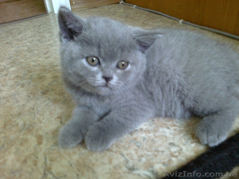 Британские  прямоухие котята. - <ro>Изображение</ro><ru>Изображение</ru> #4, <ru>Объявление</ru> #684997